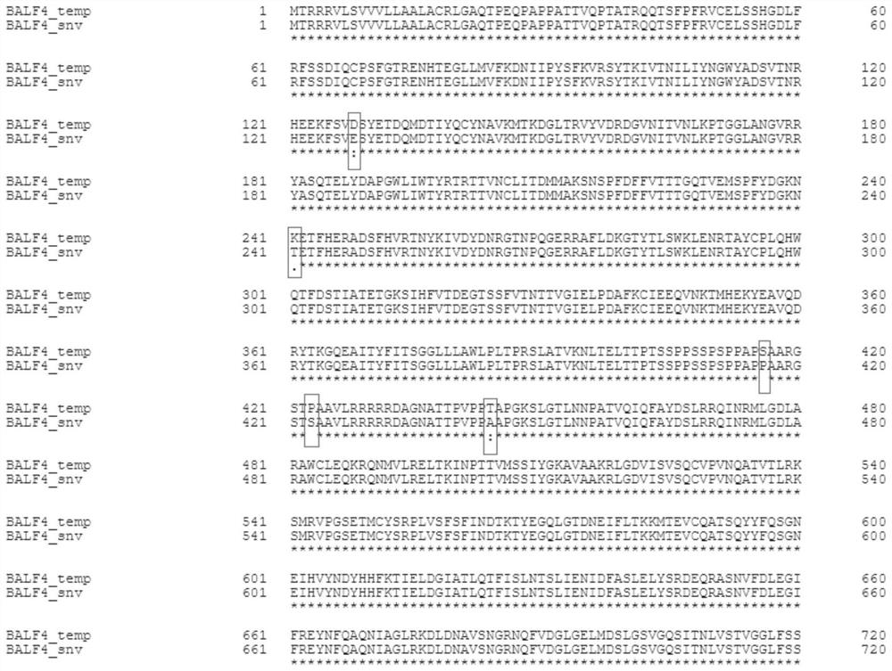 EB virus BALF4 protein epitope