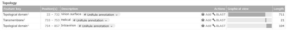 EB virus BALF4 protein epitope