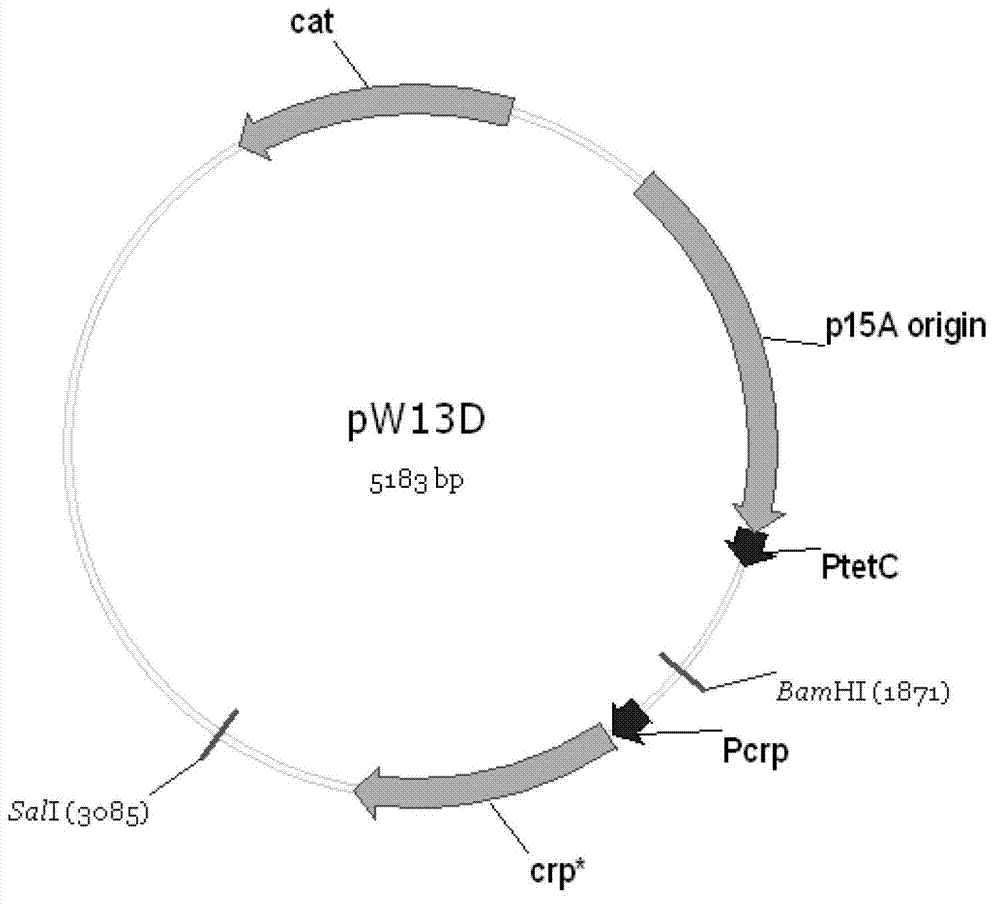 Bacterium for fermenting L-tryptophan from mixed saccharum and fermentation method thereof