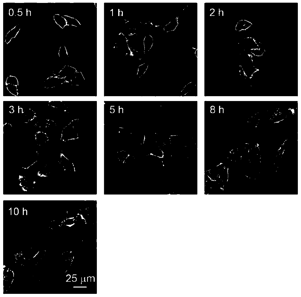 Long-time multicolor fluorescence imaging reagent for cell membranes, and preparation method and purpose thereof