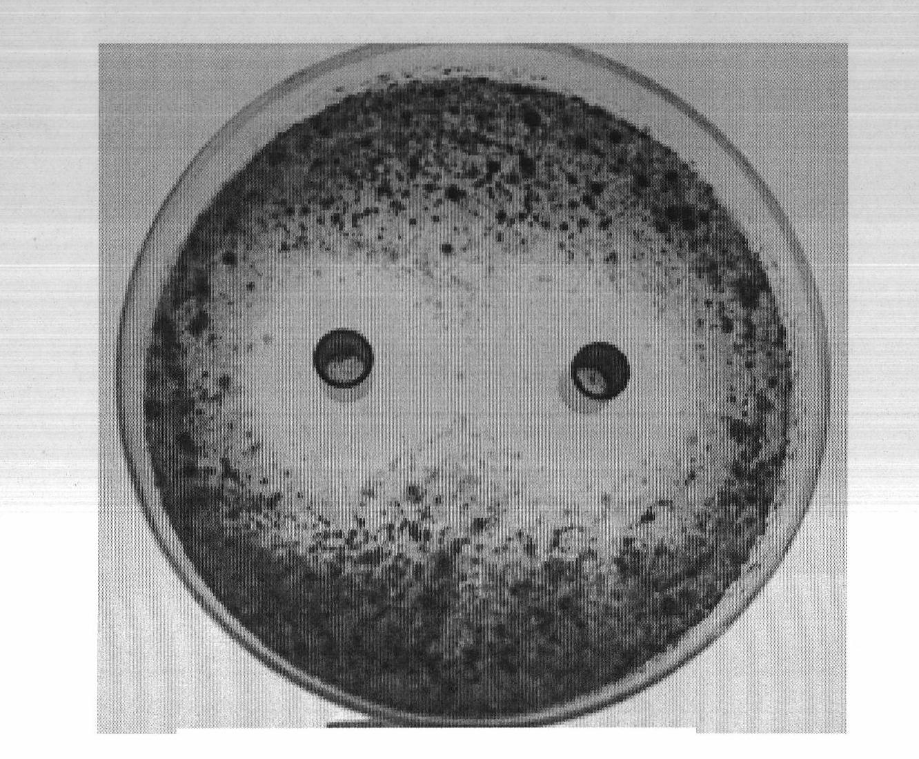 Method for preparing and using plant extract for inhibiting orange post-harvest pathogenic bacteria