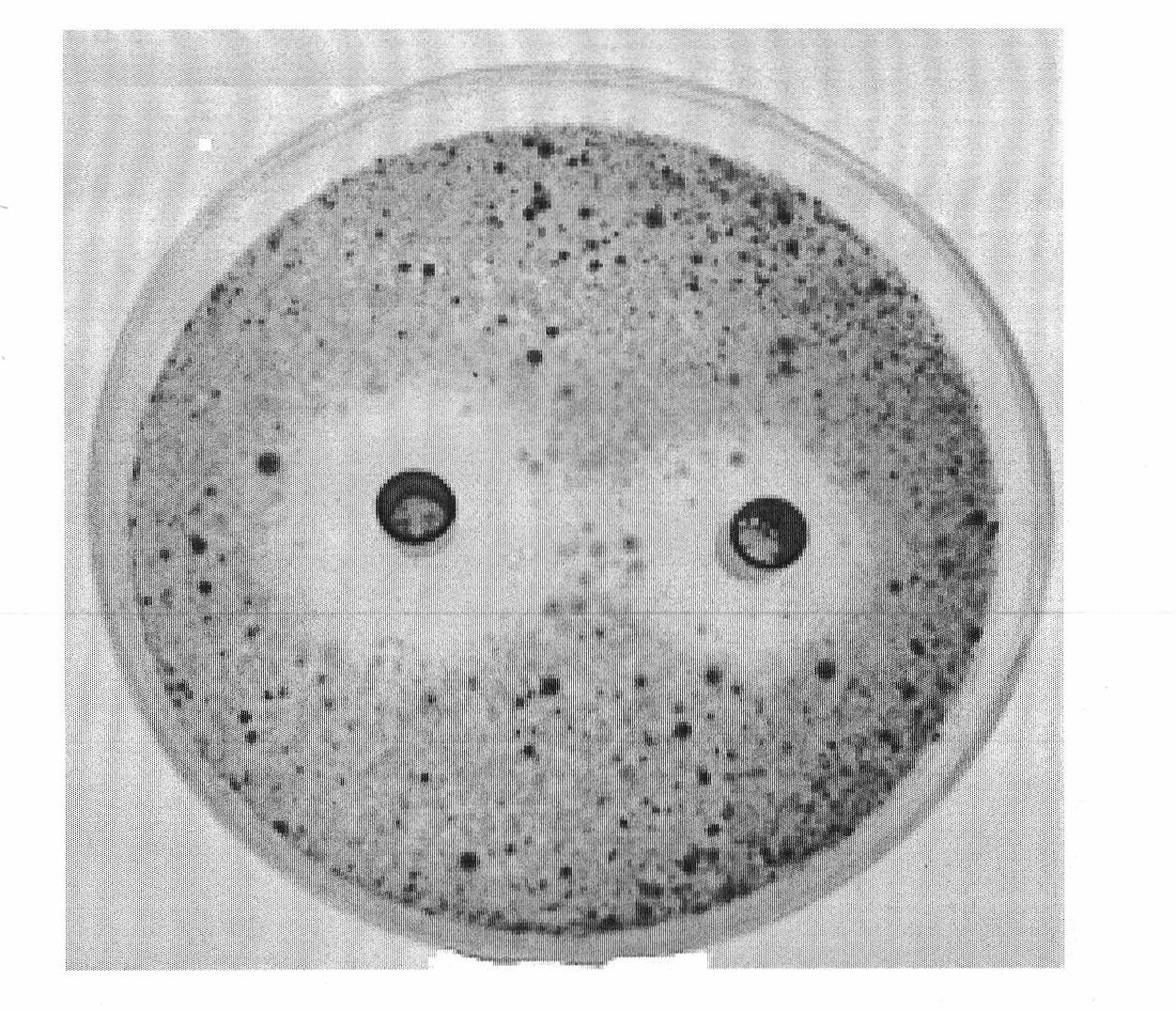 Method for preparing and using plant extract for inhibiting orange post-harvest pathogenic bacteria