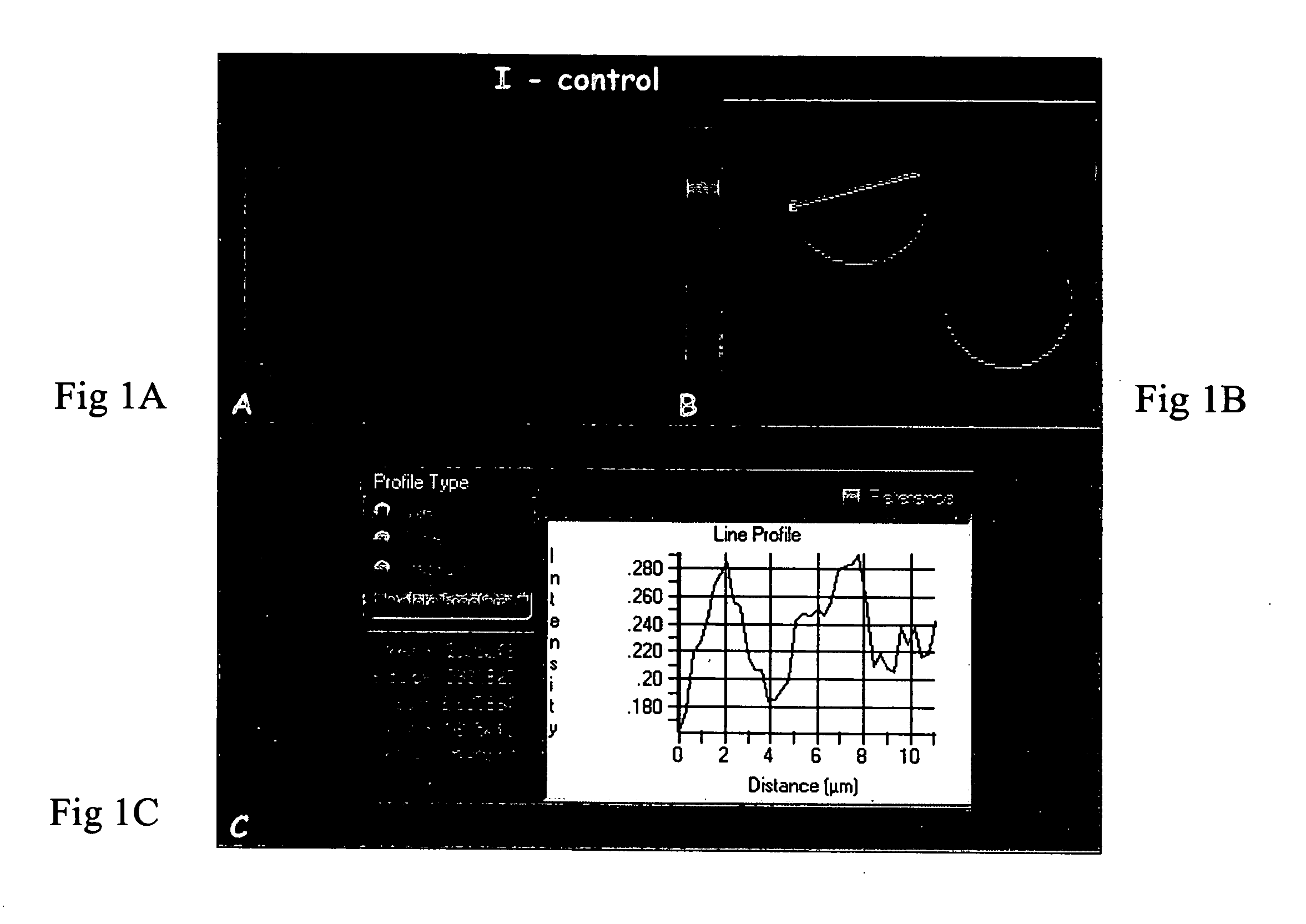 Method and system for measuring membrane potential based on fluorescence polarization