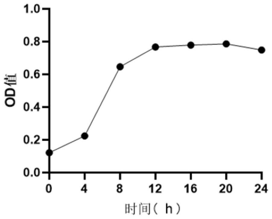 Lactobacillus sake capable of being co-aggregated with helicobacter pylori and application of lactobacillus sake