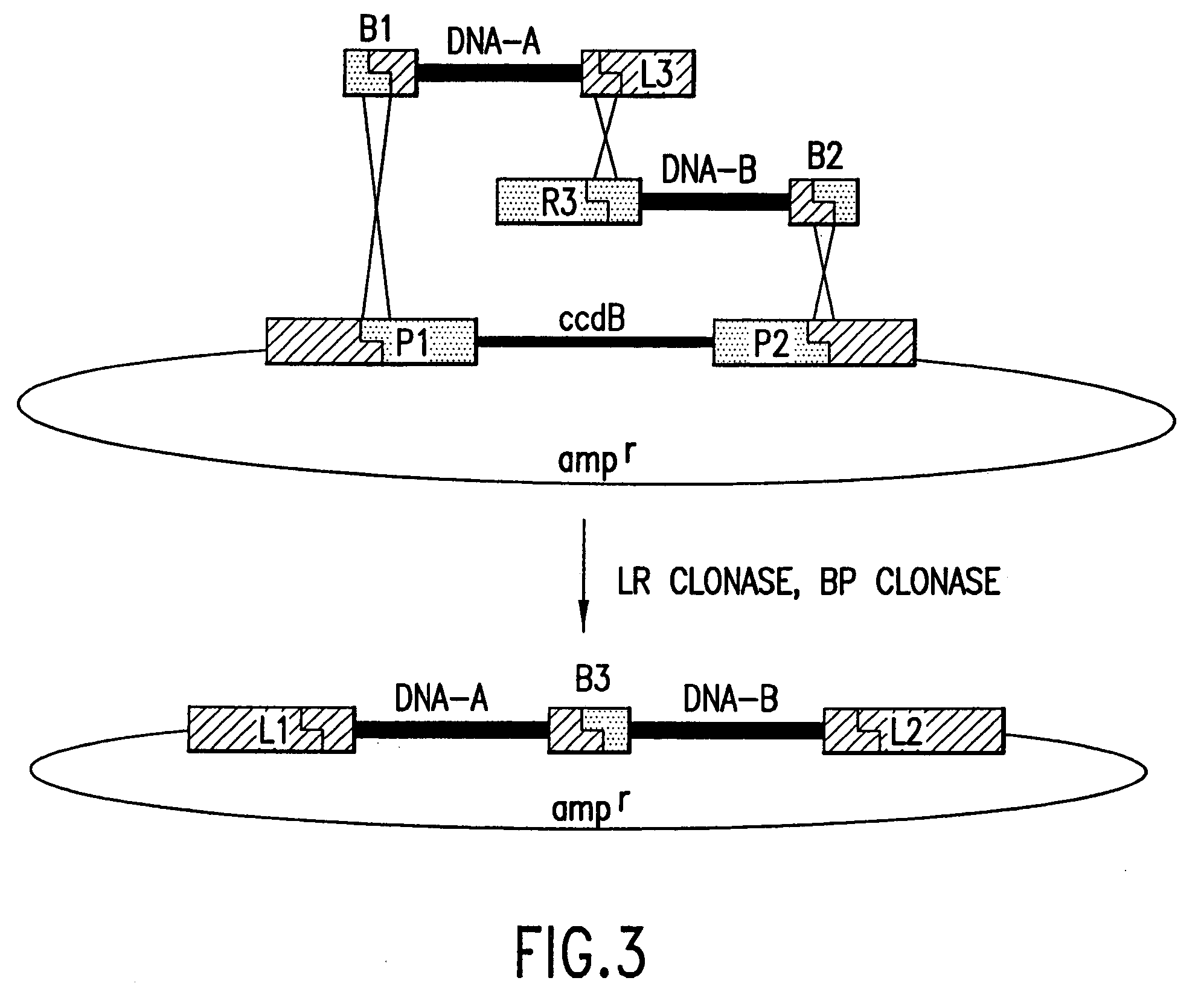 Use of multiple recombination sites with unique specificity in recombinational cloning