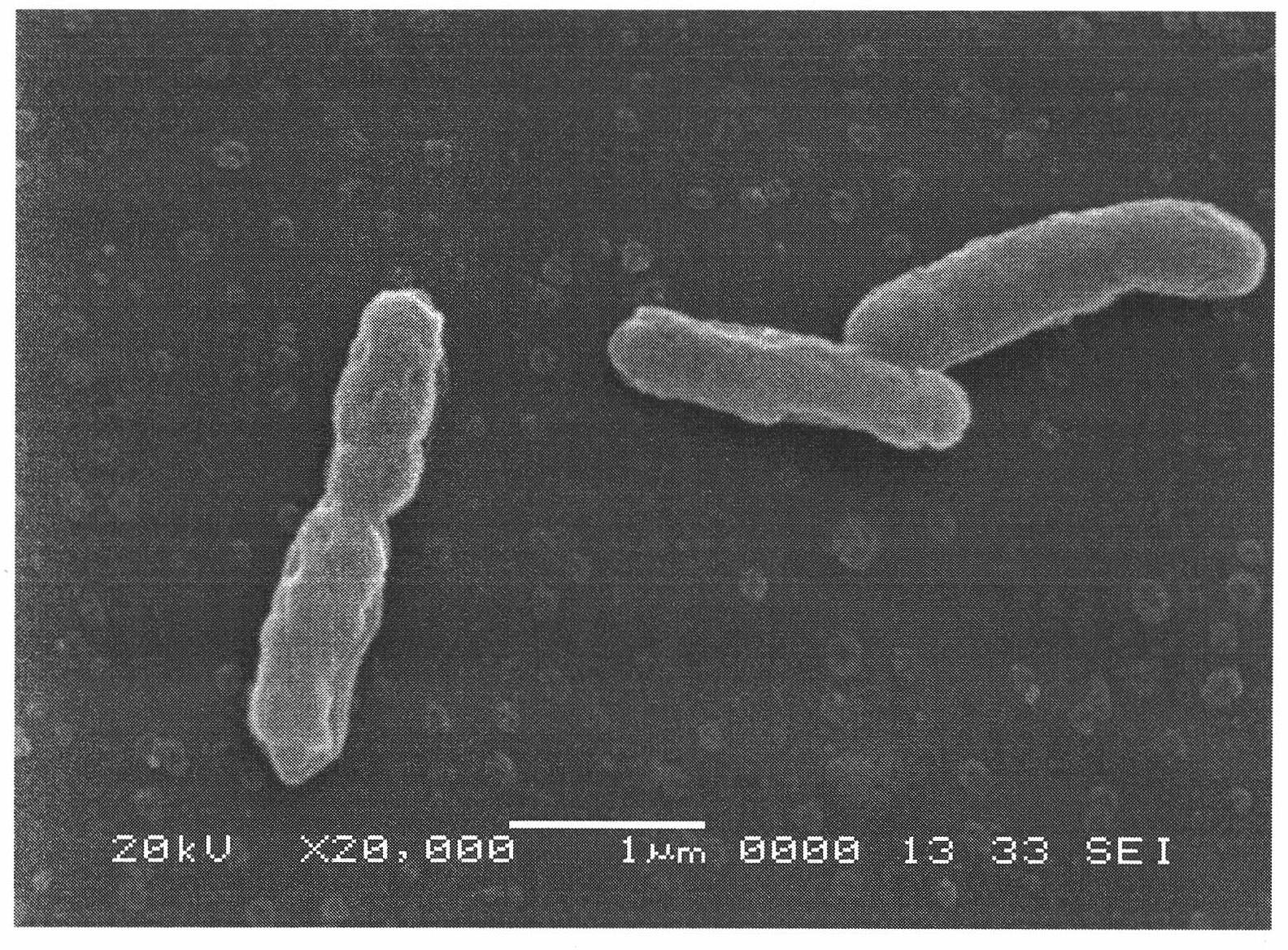 Method for breeding and separating high arsenic oxidizing bacteria