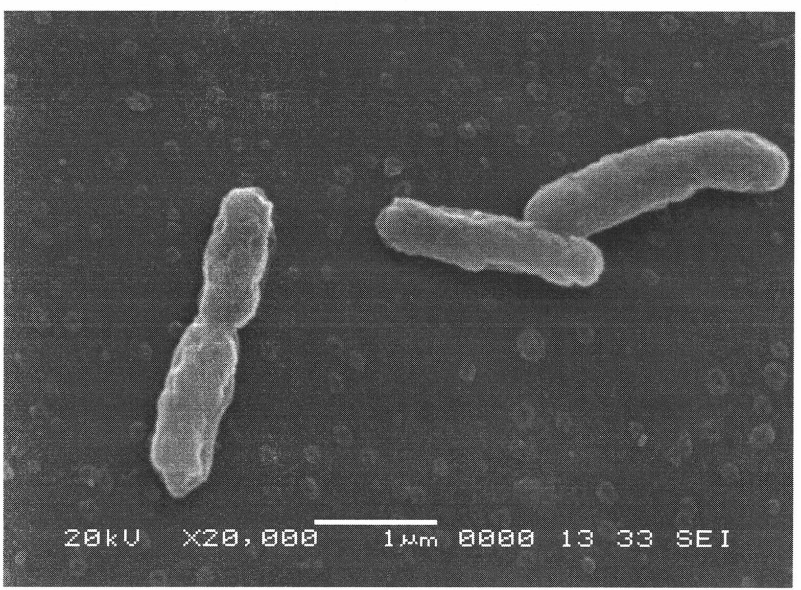 Method for breeding and separating high arsenic oxidizing bacteria