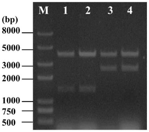 A kind of penicillin binding protein and its application