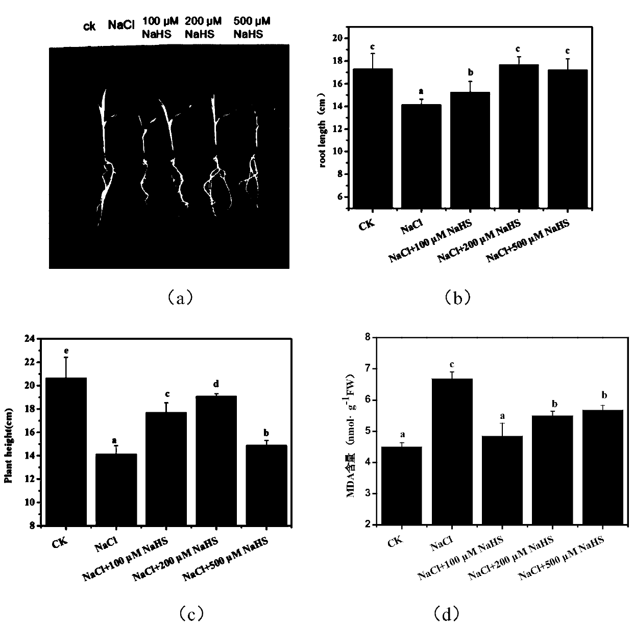 Application of sodium hydrosulfide in improvement of salt resistance of corn seedlings