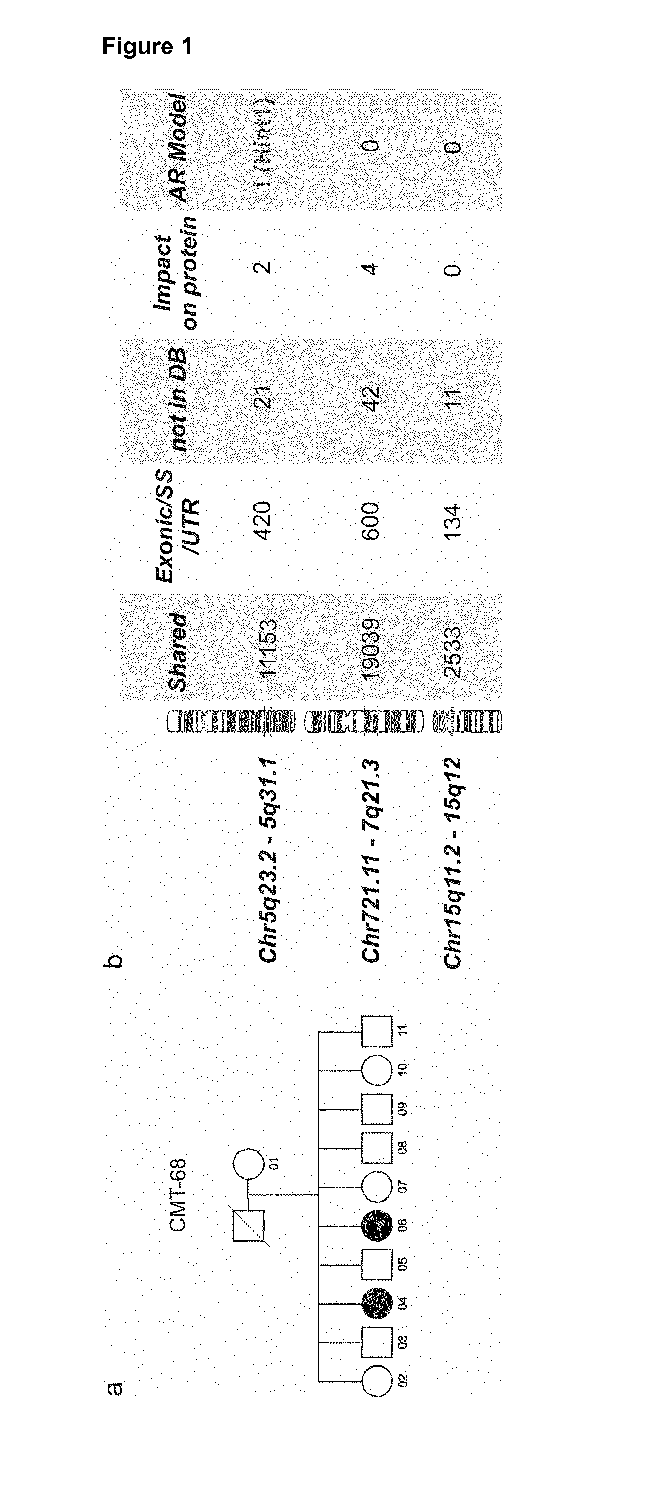 Diagnostic tests for the detection of inherited peripheral neuropathies