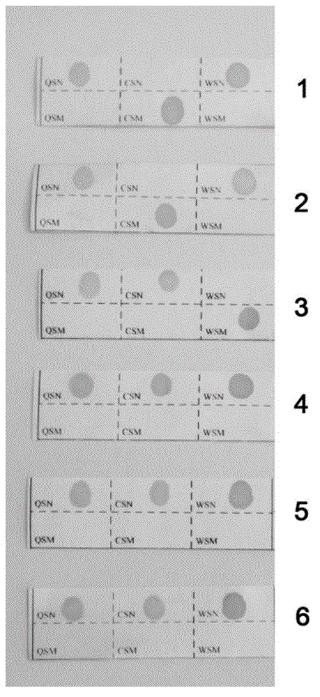 Thalassemia gene detection method based on fluorescence labeling quantitation PCR (Polymerase Chain Reaction) technology