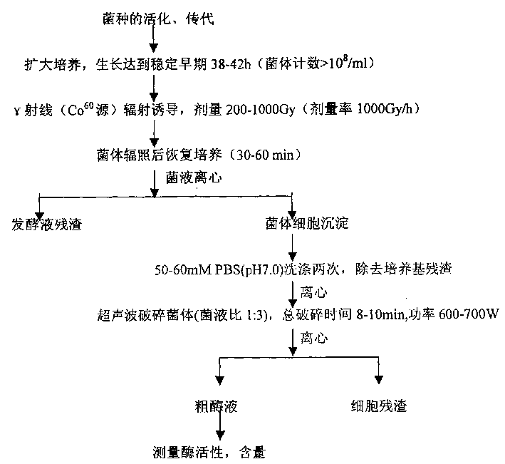 Method for increasing yield of superoxide dismutase of radioresistant coccus by radiation induction