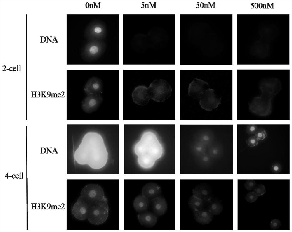 A cloned embryo treatment liquid, its use method and the application of the treatment liquid