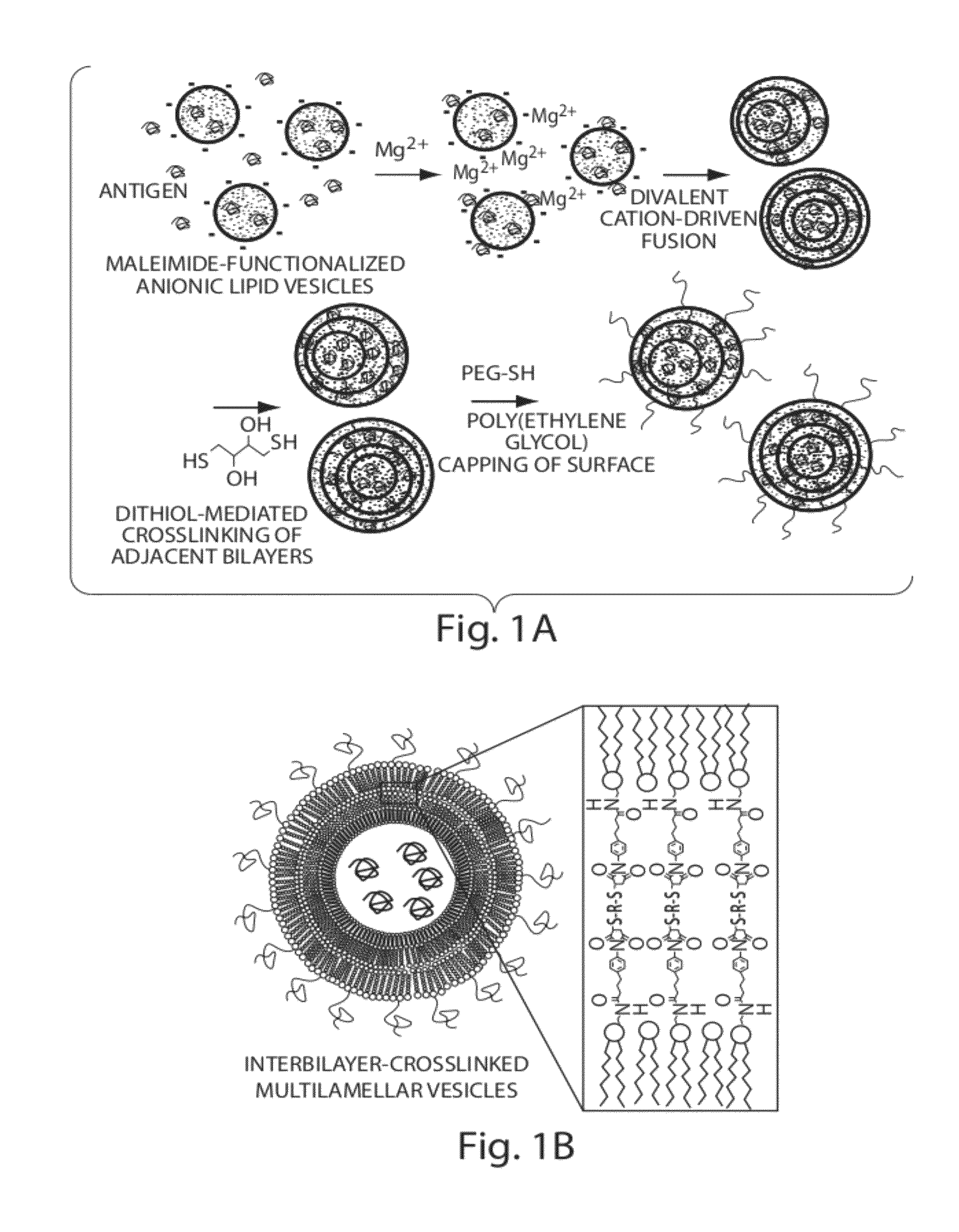 Lipid vesicle compositions and methods of use