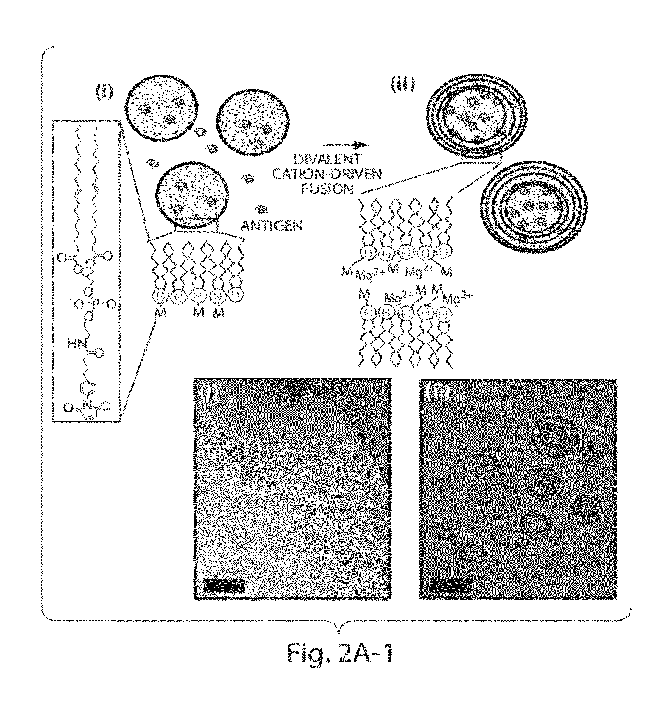 Lipid vesicle compositions and methods of use