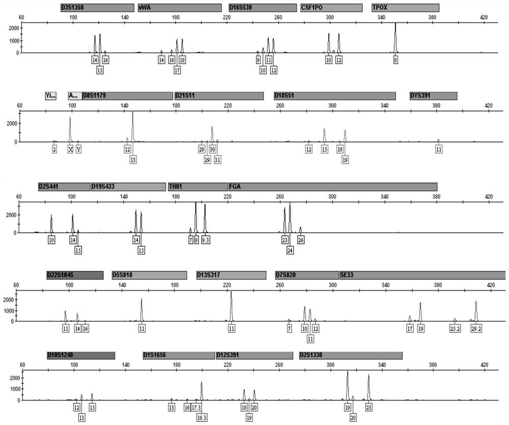 Method for performing STR typing on forensic mixed DNA sample