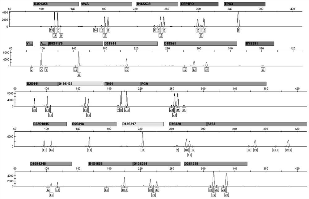 Method for performing STR typing on forensic mixed DNA sample