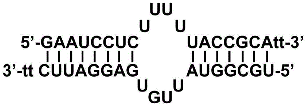 Sequence of hepatitis B virus (HBV) specific microRNA like siRNA (msiRNA) and application thereof