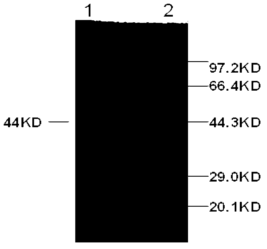 Vibrio cholerae flagellin monoclonal antibody and antigen capture ELISA kit