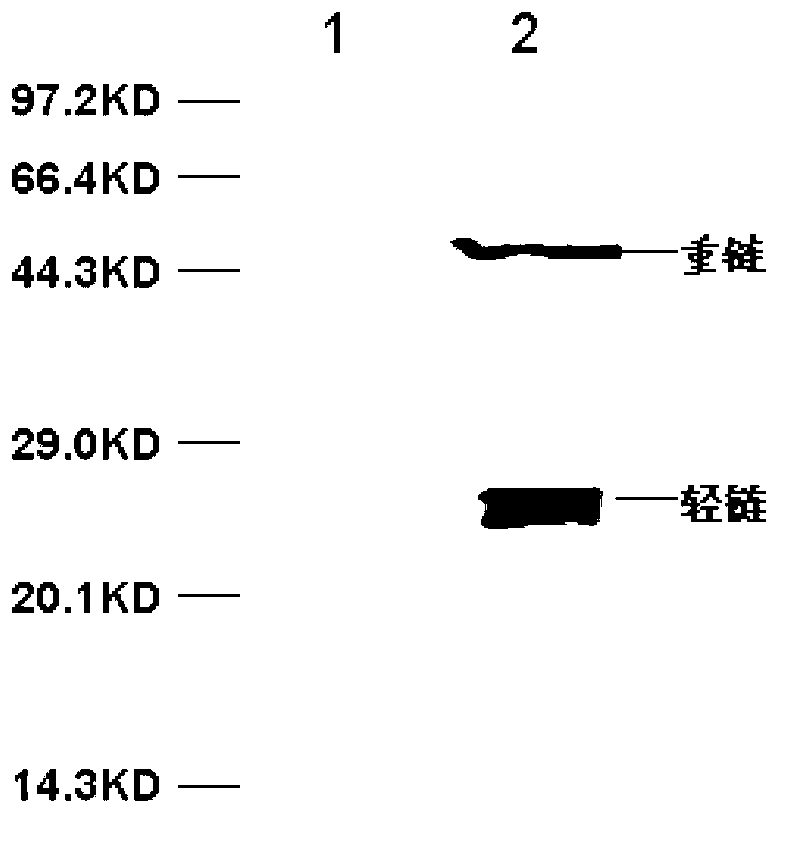 Vibrio cholerae flagellin monoclonal antibody and antigen capture ELISA kit