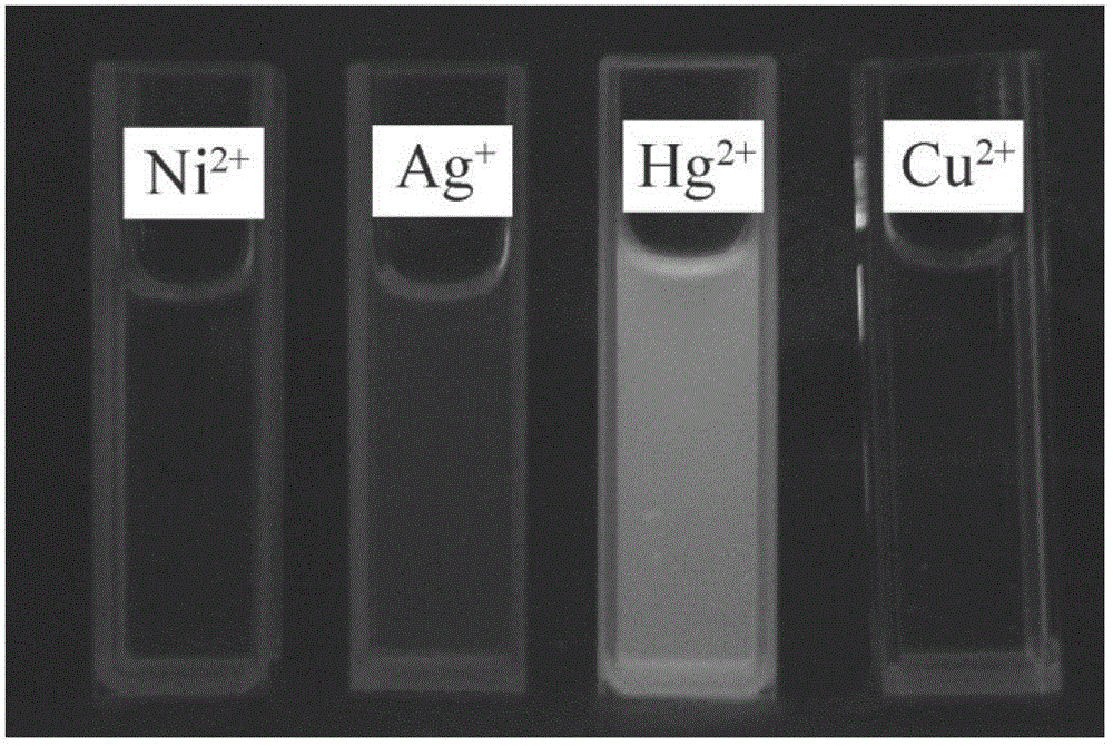 Application of rhodamine B thio-bishydrazide derivative as Hg&lt;2+&gt; fluorescent probe