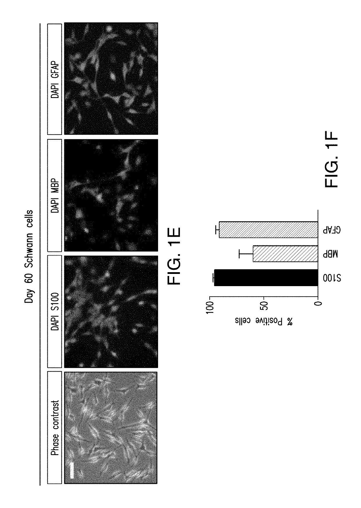 Methods for drug discovery using stem cell-derived schwann cells