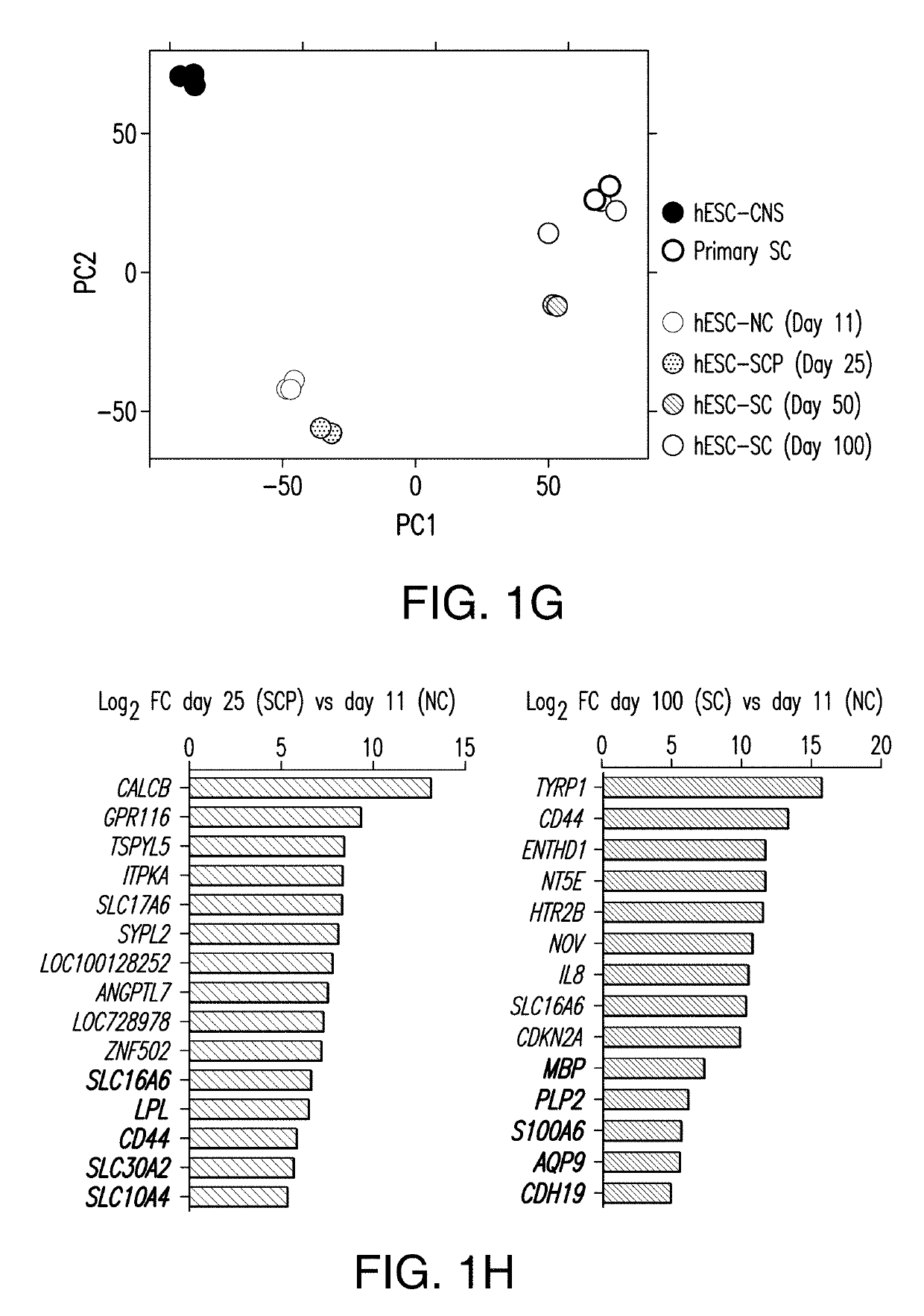 Methods for drug discovery using stem cell-derived schwann cells