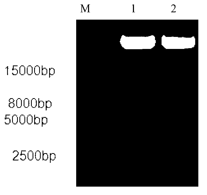 Primer group for detecting ALK-1 (activin receptor type II-like kinase-1) gene mutation, and application thereof as well as kit comprising primer group