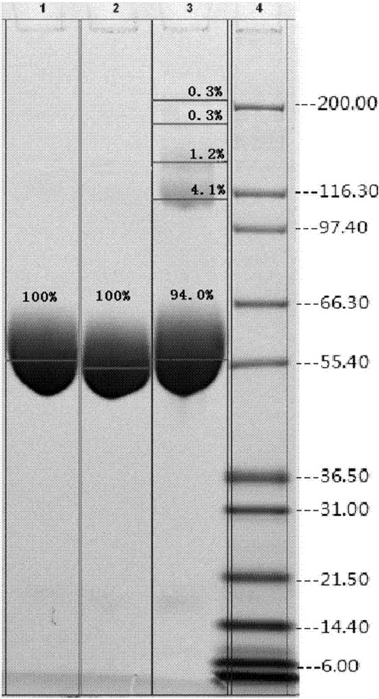 Purification method of polyethylene glycol recombinant human granulocyte colony-stimulating factor