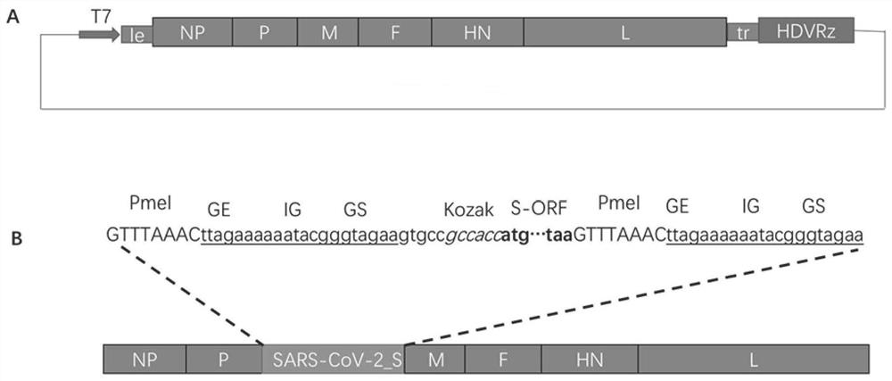 Recombinant Newcastle disease virus vector novel coronavirus vaccine candidate strain as well as construction method and application thereof