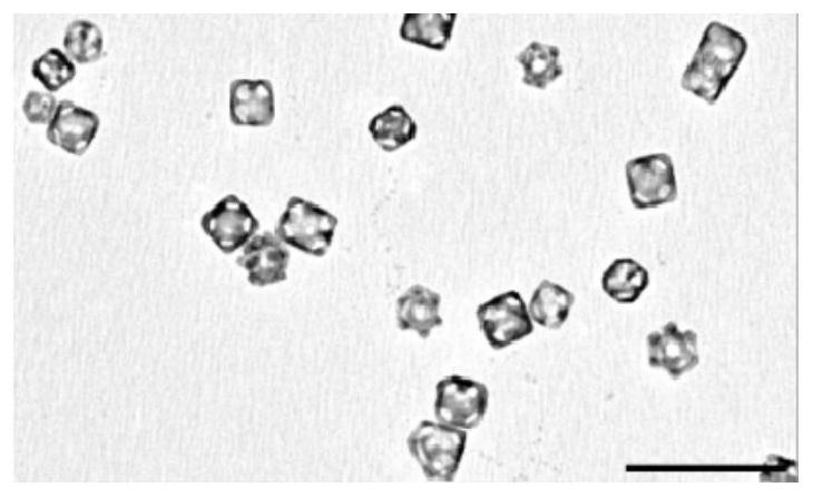 A preparation method of near-infrared responsive nanocages and its application in combined tumor immunotherapy