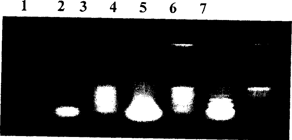 Nucleic acid molecular hybridization detection method for silkworm nosema disease