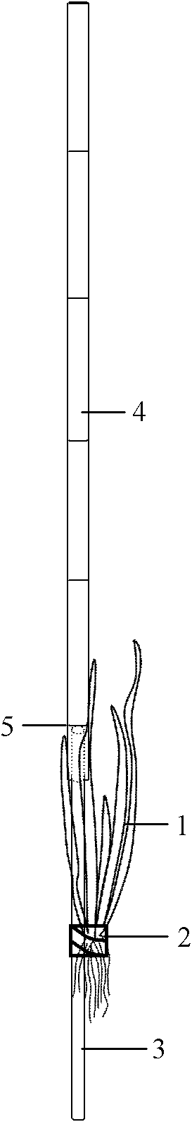 Rapid field planting method for eel grass