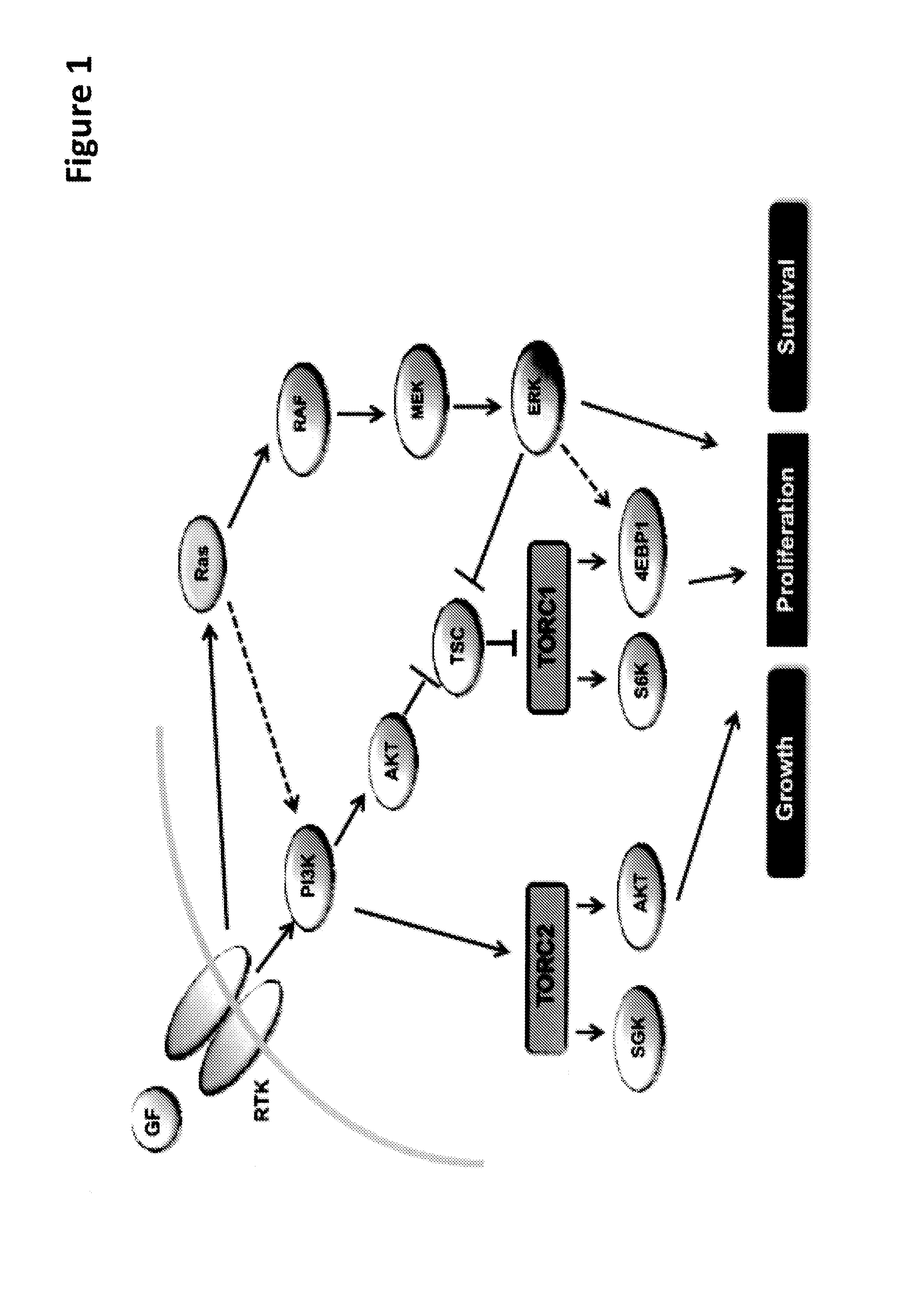 Combination of kinase inhibitors and uses thereof