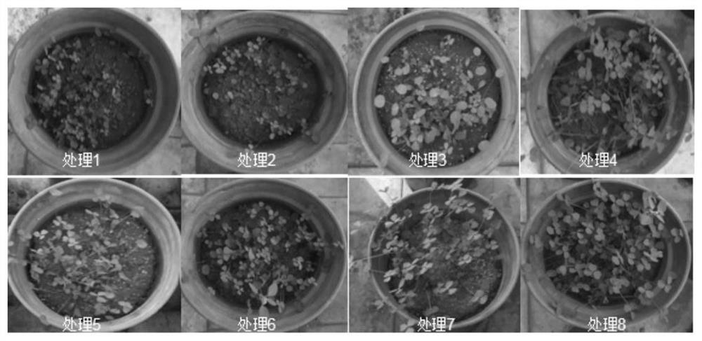 Compound microbial agent suitable for saline-alkali soil in arid and semi-arid regions and application of compound microbial agent