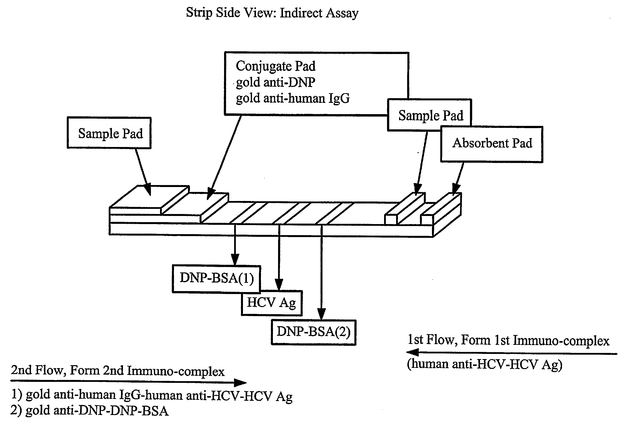 Lateral flow system and assay