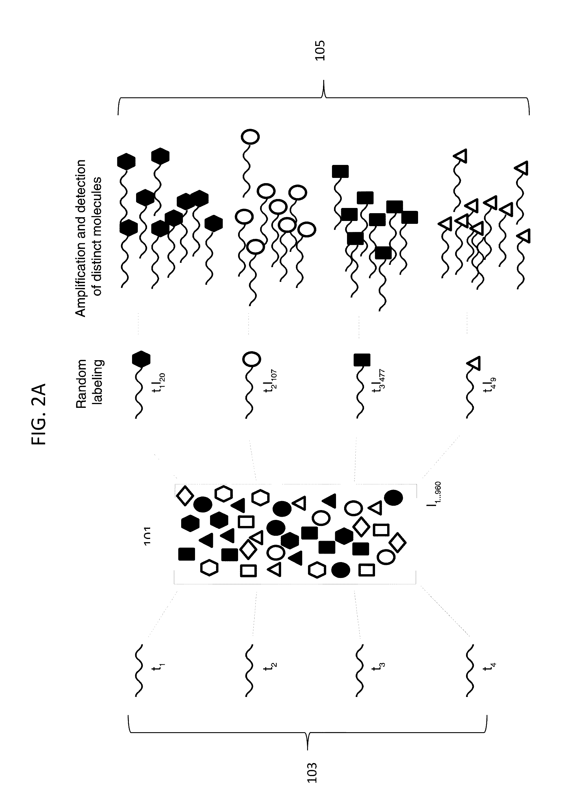 Digital Counting of Individual Molecules by Stochastic Attachment of Diverse Labels