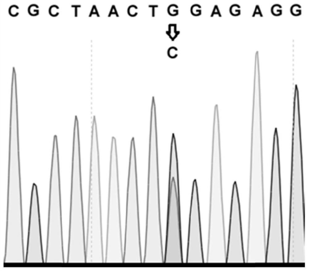 Method for creating endogenous herbicide-resistant rice with high resistance and stability