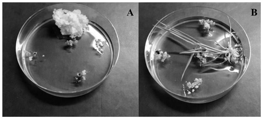 Method for creating endogenous herbicide-resistant rice with high resistance and stability