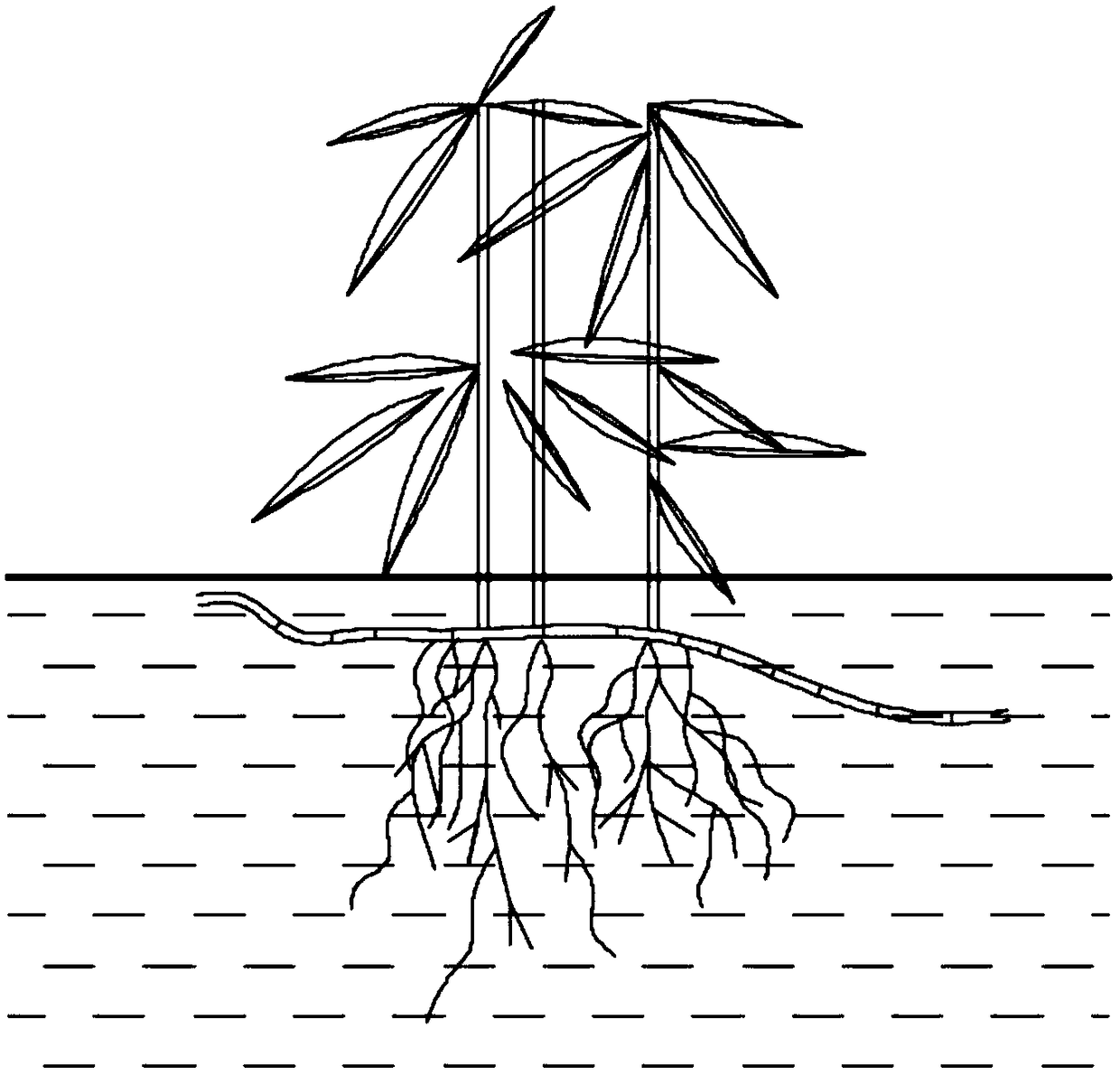 Water culture method of dwarf bamboo suitable for laboratory scientific research and culture device thereof