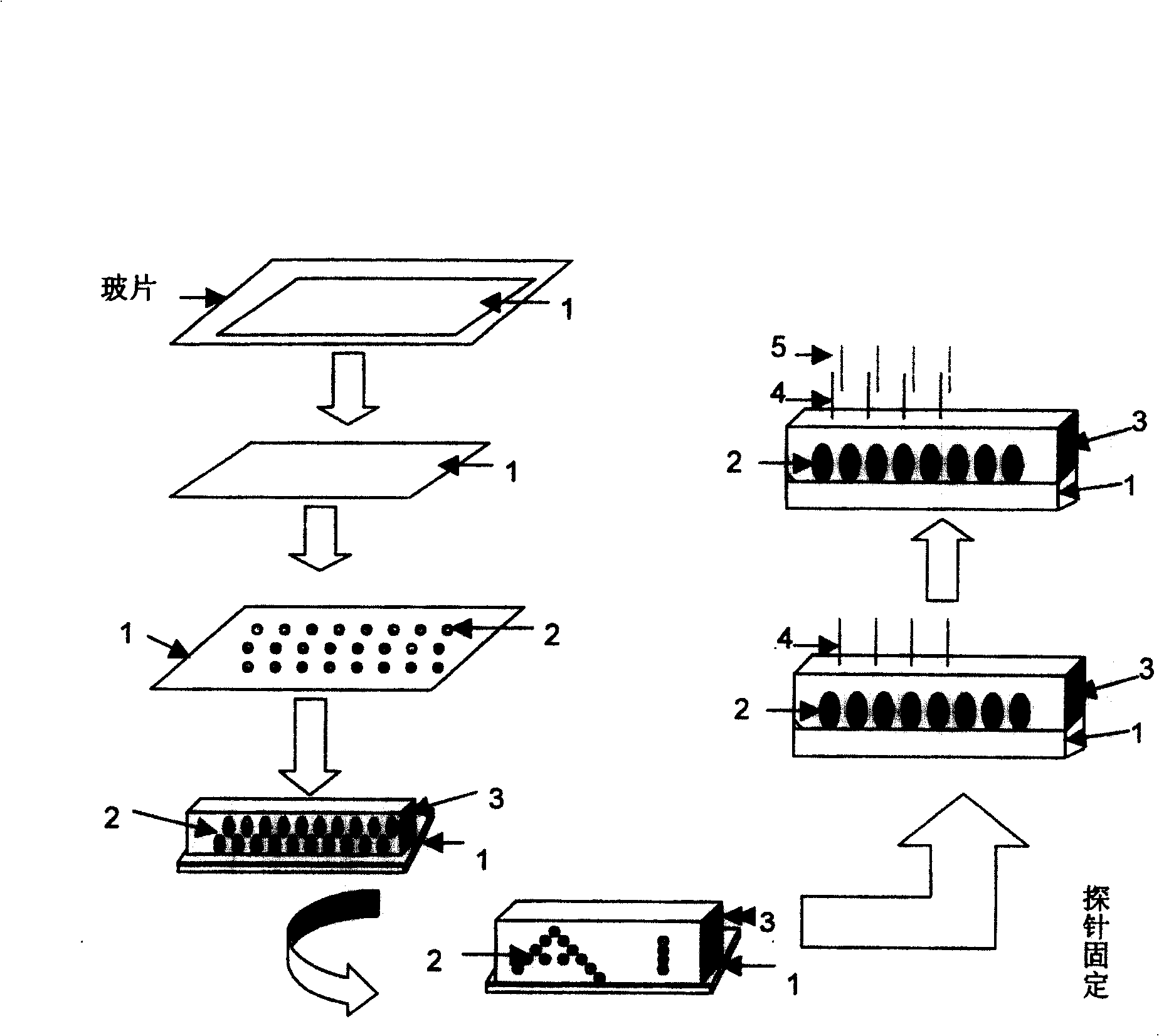 Method for testing biomolecule based on colloid crystal