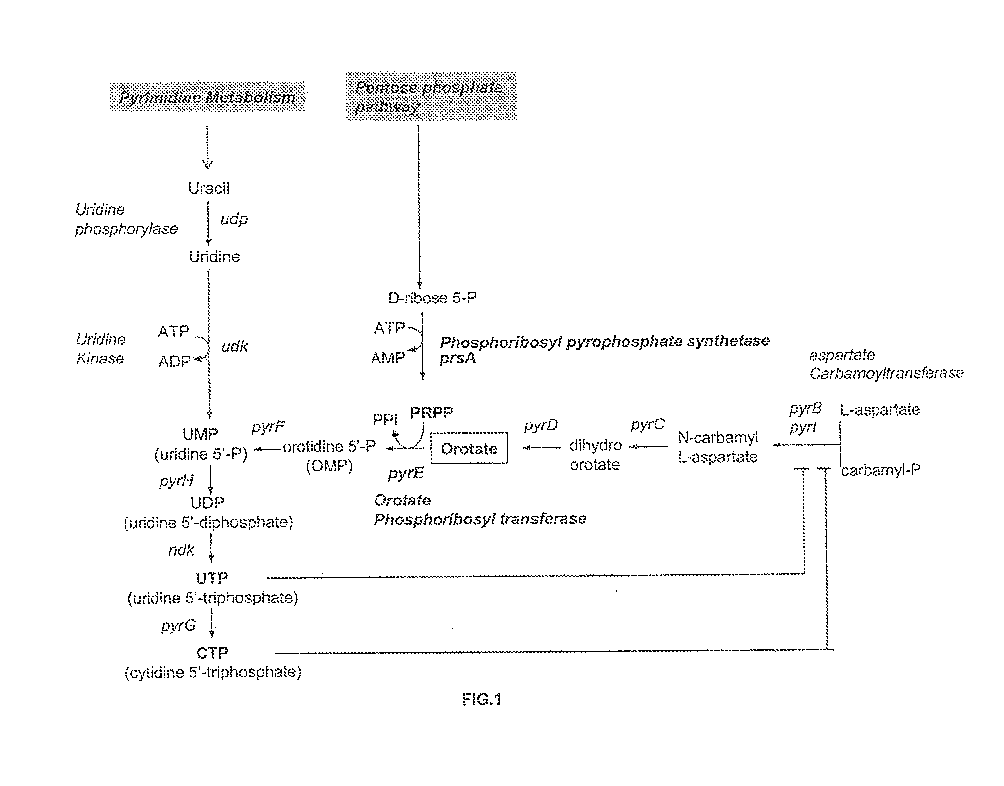 Glycolic acid fermentative production with a modified microorganism