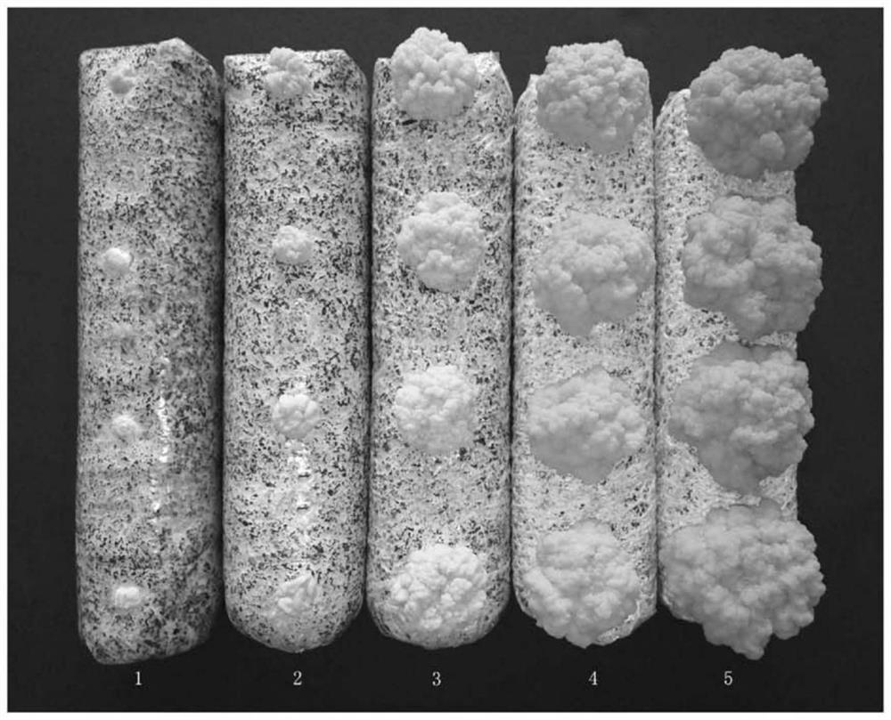 Industrial three-stage cultivation method for tremella aurantialba