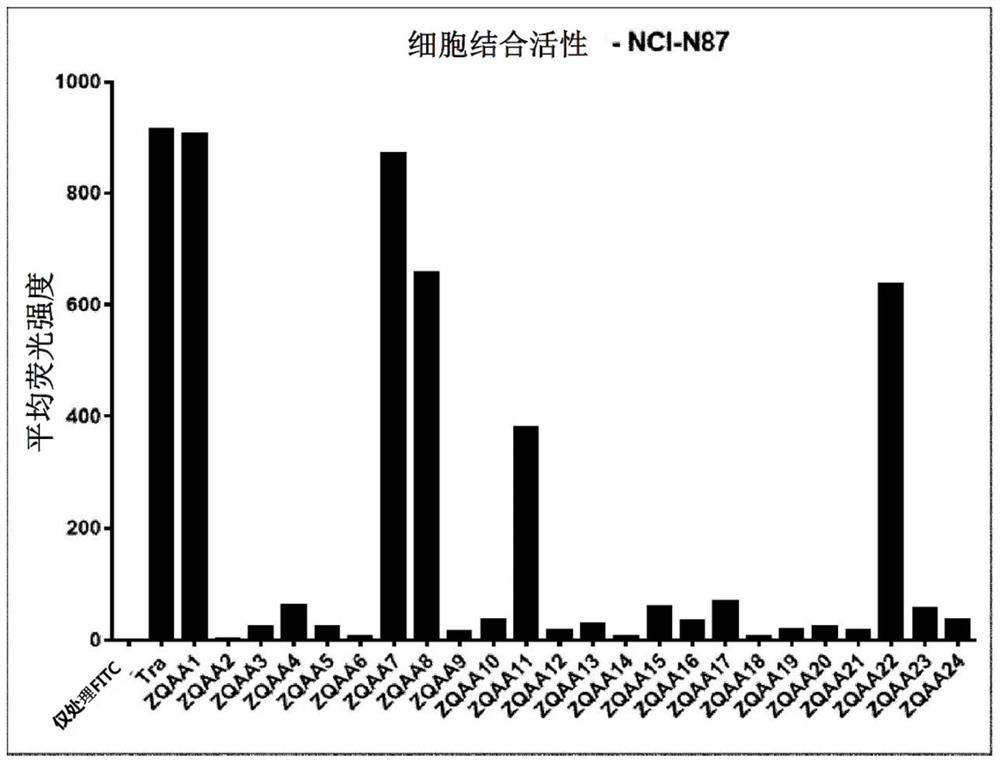 Anti-her2 affibody, and switchable chimeric antigen receptor using same as switch molecule