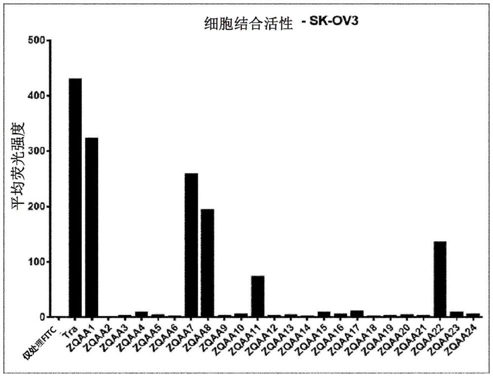 Anti-her2 affibody, and switchable chimeric antigen receptor using same as switch molecule