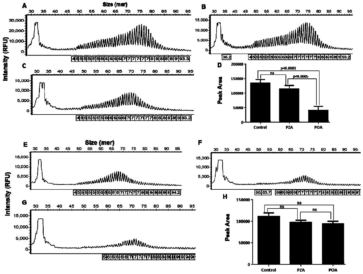 A dna marker for detecting drug resistance of mycobacterium tuberculosis and its application