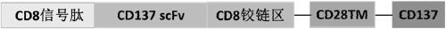 CD137 bidirectional activation costimulatory molecule receptor and usage thereof