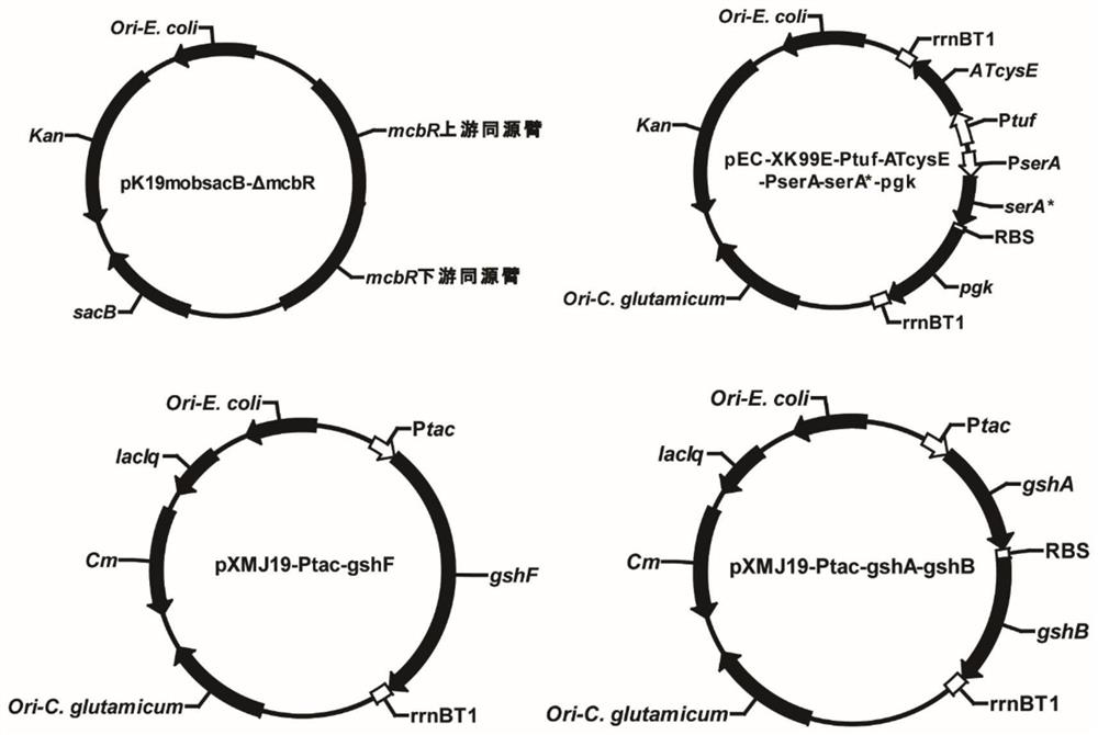 Method for constructing high-yield glutathione recombinant strain and application