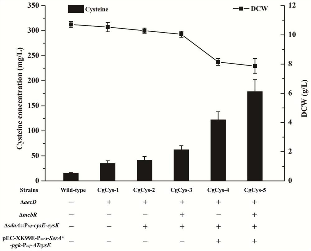 Method for constructing high-yield glutathione recombinant strain and application