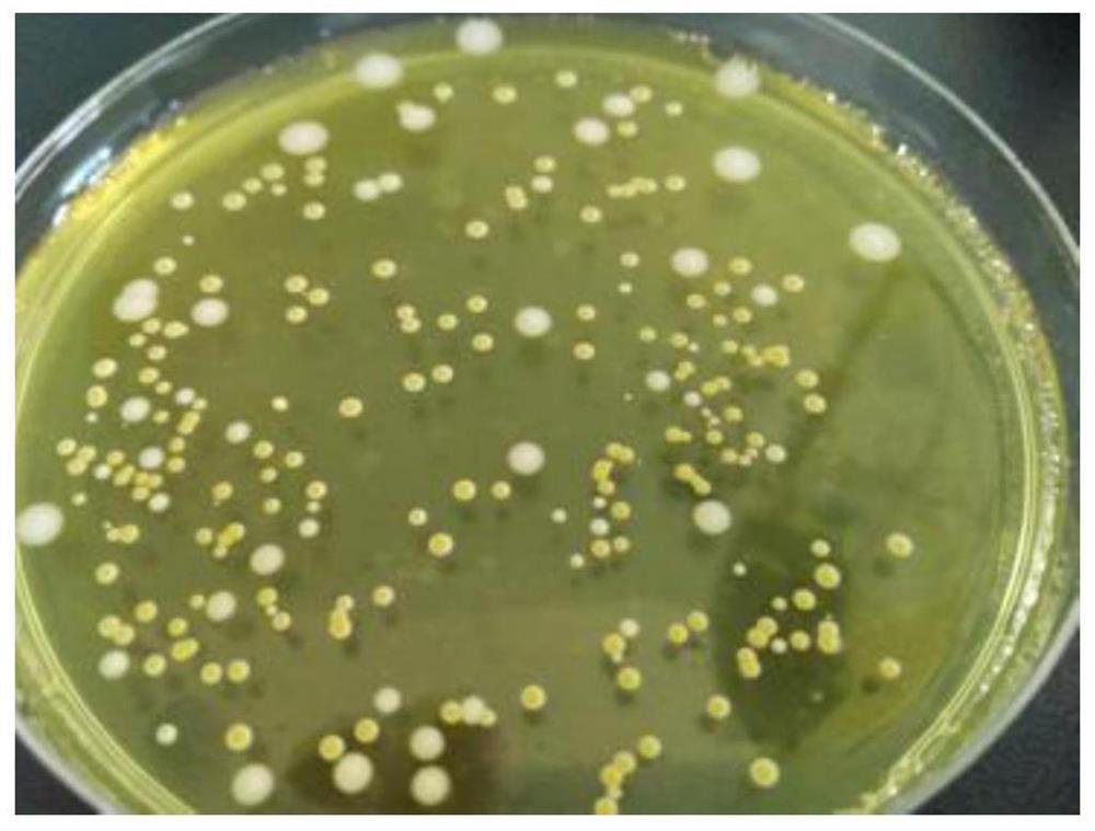 A detection method for cheese strains mixed in Lactobacillus plantarum